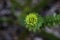 Beautiful triangular-shaped leaves of the monkey puzzle tree Araucaria araucana