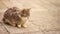 Beautiful tricolor ash cat resting on an old stone pavement