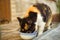 A beautiful tricolor cat eats from a blue ceramic bowl in a summ