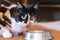 A beautiful tricolor cat eats from a gray metal bowl at home and looks into the frame. Adult domestic tricolor cat sitting at a bo