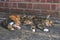 Beautiful tricolor cat lies on a background of a brick wall