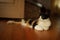 Beautiful tricolor cat lying on the living room brown floor