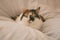 Beautiful tricolor cat portrait. Domestic cat posing on white background.