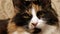 Beautiful tricolor fluffy cat lies muzzle close-up.
