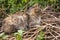 Beautiful tricolor Ñat with green eyes is sweetly laying on the dry grass and looking forward. Pet on the yard