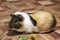 Beautiful tricolor guinea pig