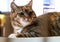 A beautiful tricolor house cat sitting indoors.