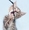 Beautiful tricolor kitten chewing toy fishing pole