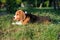 Beautiful Tricolor Puppy Of English Beagle lies On Green Grass. Beagle Is A Breed Of Small Hound, Similar In Appearance To The Muc