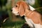 Beautiful Tricolor Puppy Of English Beagle. Portreit.