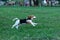 Beautiful Tricolor Puppy Of English Beagle runing On Green Grass. Beagle Is A Breed Of Small Hound, Similar In Appearance To The M