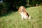 Beautiful Tricolor Puppy Of English Beagle seating On Green Grass. Beagle Is A Breed Of Small Hound, Similar In Appearance To The