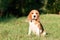 Beautiful Tricolor Puppy Of English Beagle seating On Green Grass. Beagle Is A Breed Of Small Hound, Similar In Appearance To The