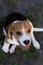 Beautiful Tricolor Puppy Of English Beagle seating On Green Grass. Beagle Is A Breed Of Small Hound, Similar In Appearance To The