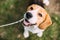 Beautiful Tricolor Puppy Of English Beagle Sitting On Green Grass