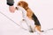 Beautiful Tricolor Puppy Of English Beagle Taking Paw To Owner,