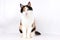 Beautiful tricolored cat portrait indoor