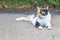 Beautiful tricolored cat is sitting on the road Backspace