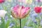 Beautiful tricolored parrot-tulip in the flowerbed
