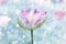 Beautiful tricolored parrot-tulip, spring awakening design with