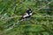 beautiful Tricoloured munia birds