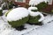 Beautiful trimmed buxus trees plants covered in snow in a front garden yard