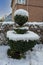 Beautiful trimmed cut thuja tree in 3 different sections - covered in snow