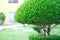 Beautiful trimmed green bush growing on alley closeup