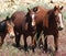 Beautiful Trio, wildlife, wild horses, mustangs