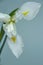 Beautiful triple white iris flower on a dark background, selective focus