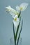 Beautiful triple white iris flower on a dark background, selective focus
