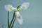 Beautiful triple white iris flower on a dark background, selective focus