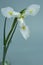 Beautiful triple white iris flower on a dark background, selective focus