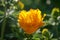 Beautiful trollius chinensis, golden queen, globe flower