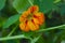 Beautiful tropaeolum majus flower with green round leaves background.