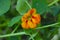 Beautiful tropaeolum majus flower with green round leaves background.