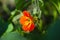 Beautiful tropaeolum majus flower with green round leaves background.