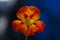 Beautiful tropaeolum majus flower with green round leaves background.