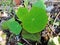 Beautiful tropaeolum majus leaves