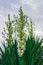 Beautiful tropic plant with white blooming flowers