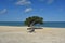 Beautiful Tropical Aruba Beach with a Divi Tree