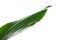 Beautiful tropical Aspidistra leaf on white background