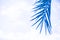 Beautiful tropical background - blue palm leaf