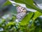 Beautiful tropical baterfly on blured background, Thailand