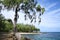 Beautiful tropical beach with pine & palm trees, Gros Islet coastline, St Lucia, Caribbean