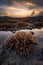 Beautiful a tropical beach and a stag horn coral on sea at sunrise