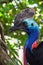 Beautiful tropical bird cassowary