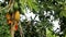 Beautiful tropical bird eats papaya on a tree. Bali, Indonesia. Birds Eating Papaya on Tree, Medium, Low Angle View