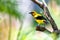 Beautiful tropical bird, Yellow Oriole, perching in the shadows of a tree in a garden.