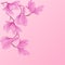 Beautiful tropical branch of pink orchids flowers